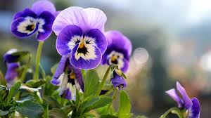 красивые картинки на рабочий стол компьютера на весь экран сакура Kachestvennye Hd Oboi Vesna Dlya Rabochego Stola 1600x900