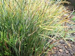 Image result for Psilotrichum