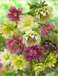 Hellebores Are Also Known As Lenten Rose Or Christmas Rose Colors Range From White Yellow To Burgundy It Has Evergreen Lenten Rose Beautiful Flowers Flowers