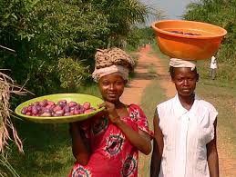 Image result for Pachylobus edulis