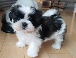 Available Puppies Royal Shihtzu Breeders In 2020 Shih Tzu Dog Shih Tzu Shitzu Puppies