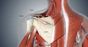 In this episode of eorthopodtv, orthopaedic surgeon randale c. Shoulder Labral Tear What You Should Know And What Surgeons Won T Say