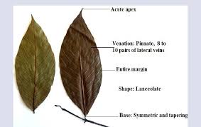 Image result for Uvaria acuminata