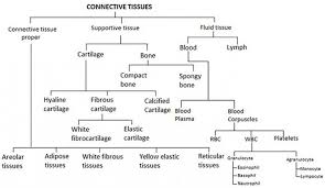 Color each according to the key below, then label each cell on the diagram. Connective Tissues Sciencetopia