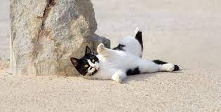 Ab wann darf eine katze trächtig werden? Schwangerschaft Bei Katzen Das Mussen Sie Wissen Dogcatpetdogcatpet