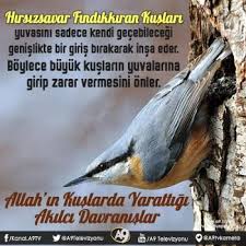 http www harunyahya org bilgi gununsozu kus yuvalari kus kus yuvasi