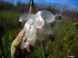 How to tell if your cantaloupe is ripe. Gardening Granny S Gardening Pages Seeds Everything You Need To Know