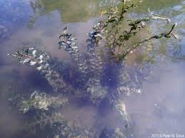 Image result for Potamogeton richardii