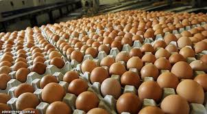 We did not find results for: Jual Ayam Potong Dan Telor Home Facebook