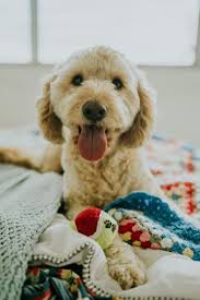 Dog boarding kennels provide your dog a safe and secure place to call their home away from home while you are away. My Top 5 Home Boarding For Dogs In Coventry Carrie S Canines Friendscarrie S Canines Friends