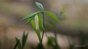 Image result for Clutia sessilifolia