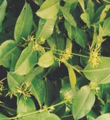 Image result for Stemodiopsis buchananii