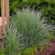Image result for Schizachyrium claudopus