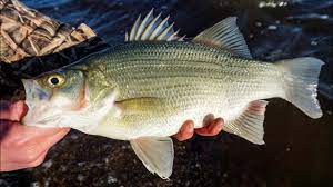 The following fishing regulations are effective aug. White Bass Fishing With Live Bait White Bass Run Youtube