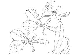 Bring these orchids to life with your artistic skills. Orchid Coloring Pages Dibujo Para Imprimir Orchid Coloring Pages Dibujo Para Imprimir Dibujo Para Imprimir