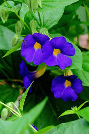 Image result for Thunbergia battiscombei