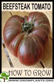 Check spelling or type a new query. Beefsteak Tomato Plant How To Grow Care