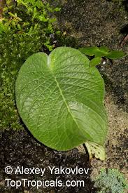 Image result for Streptocarpus sp.nov. aff. S. grandis