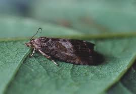 Image result for Cydia splendana