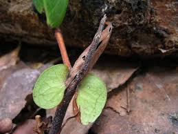 Image result for Gilbertiodendron dewevrei
