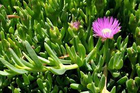 Le piante grasse pendenti, sono piante ornamentali, collocate in cesti e panieri che vengono sospesi su mensole e ripiani, o fissati con sostegni al soffitto, cosi da le piante grasse pendenti. Nomi Piante Grasse Piante Grasse Come Si Chiamano Le Piante Grasse