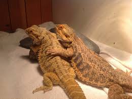 Reptile pet vet near me. The Odd Pet Vet Offers Affordable Quality Care For All Your Exotic Pets New England Wildlife Center