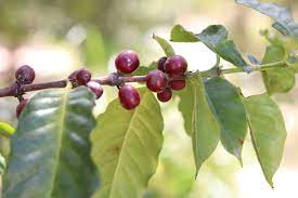 Coffee Plant Care How To Grow Coffe Arabica Indoors Plantopedia