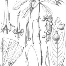 Image result for Ixora burundiensis