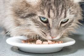 Most of the cuddly kitty love food brands like fancy feast, friskies & royal canin cat food (best cat food brands 2019). Pin On Felines