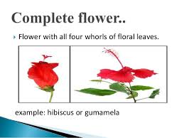 Carpels are female part of hibiscus flower. Flowers Parts And Functions