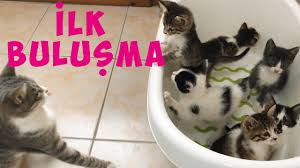 Kedi Gozu Iltihabi Nasil Tedavi Edilir Yavru Kedi Goz Iltihabi Tedavisi Kedilerde Goz Enfeksiyonu Youtube