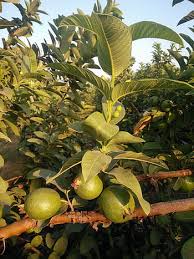 royalty free guava fruits photos free download pxfuel royalty free guava fruits photos free
