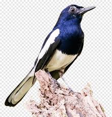 Index of wp content uploads 2018 08. Oriental Magpierobin Png Images Pngwing