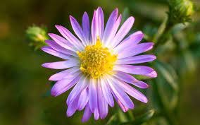 Michealmas Daisy Farewell Aster Flower September Flowers Aster
