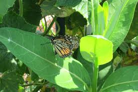 Monarch Laying Eggs On Milkweed In My Garden Monarch Butterfly Milkweed Plant Leaves