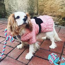 Pin Pa Rope Pet Toys