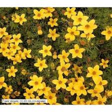 Fertilizing once a week is optimal. Bidens Ferulifolia Goldmarie Bio Saatgut 2 05