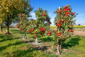 Mini Obstbaume Eignen Sich Fur Garten Und Kubel