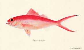 uonofu 魚の譜 魚の描き方 魚アート 魚