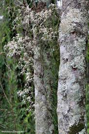 Image result for Bridelia atroviridis