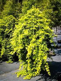 If necessary, pour a bonsai several times in midsummer. Ryusen Japanese Maple For Sale Online The Tree Center