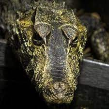Check spelling or type a new query. Schneider S Dwarf Caiman Crocodiles Of The World