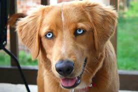 What life is like with a golden retriever. Golden Retrievers With Blue Eyes Are They True Goldens Loyal Goldens