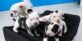 Find out about the great dane here. Beware Of Buying Puppies Online