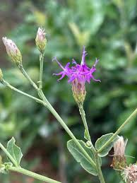 Image result for Vernonia glabra