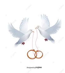 حمامة البطانة حلقة حمامة حذر png وملف psd للتحميل مجانا in 2021 wedding doves disney princess images doves