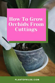 Image result for orchid cuttings