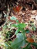 Image result for Ixora phellopus