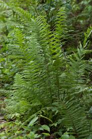 Image result for Christella dentata