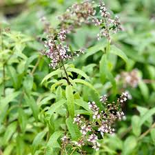 Image result for Aloysia citrodora